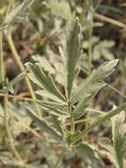 Image of branched cinquefoil