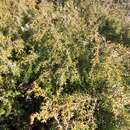 Sivun Juniperus oxycedrus subsp. transtagana Franco kuva