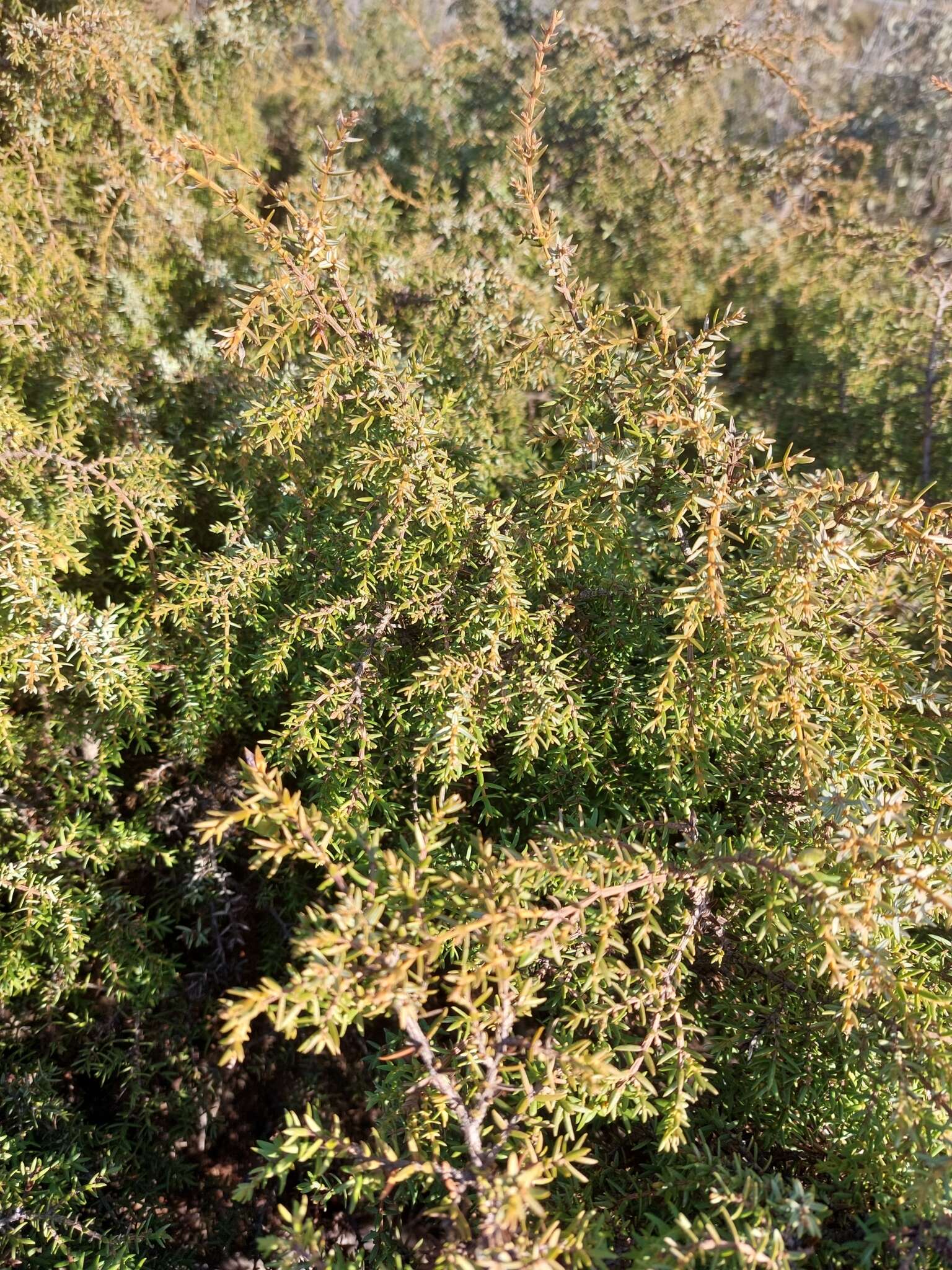 Image of Juniperus oxycedrus subsp. transtagana Franco