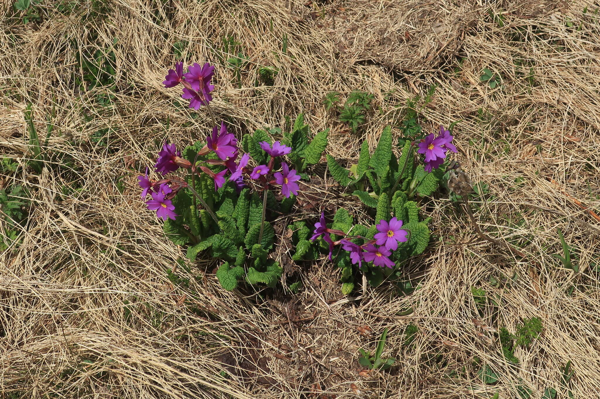 Image of Primula amoena M. Bieb.