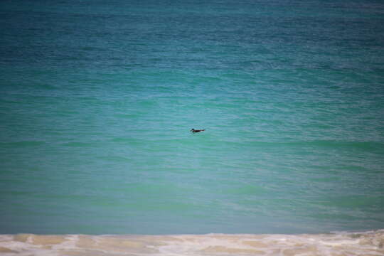 Image of Hawaiian Petrel