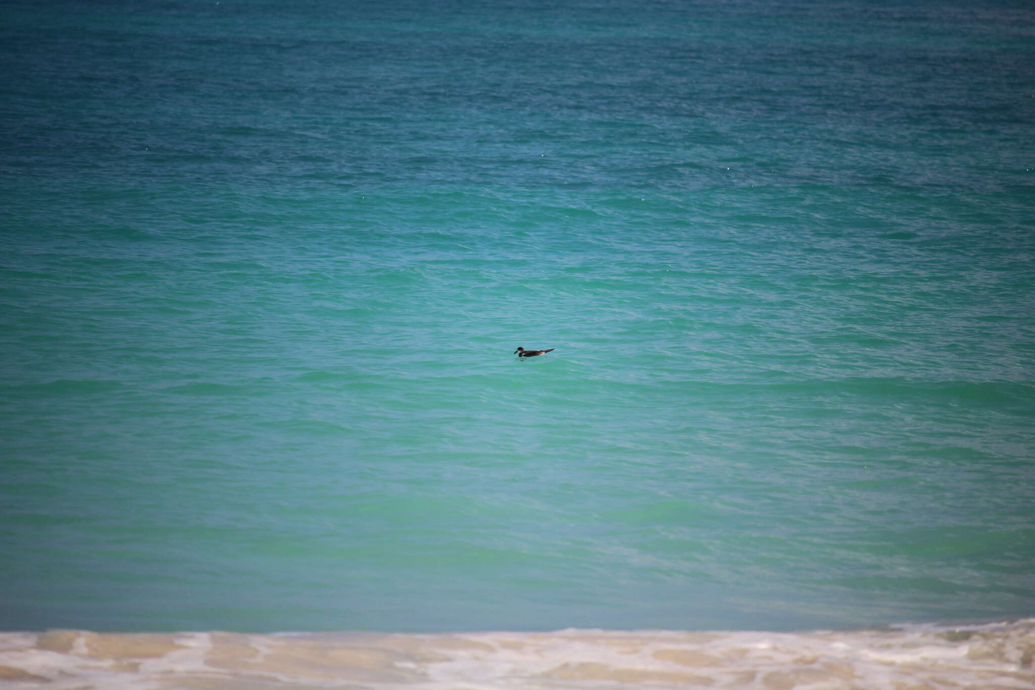 Image of Hawaiian Petrel