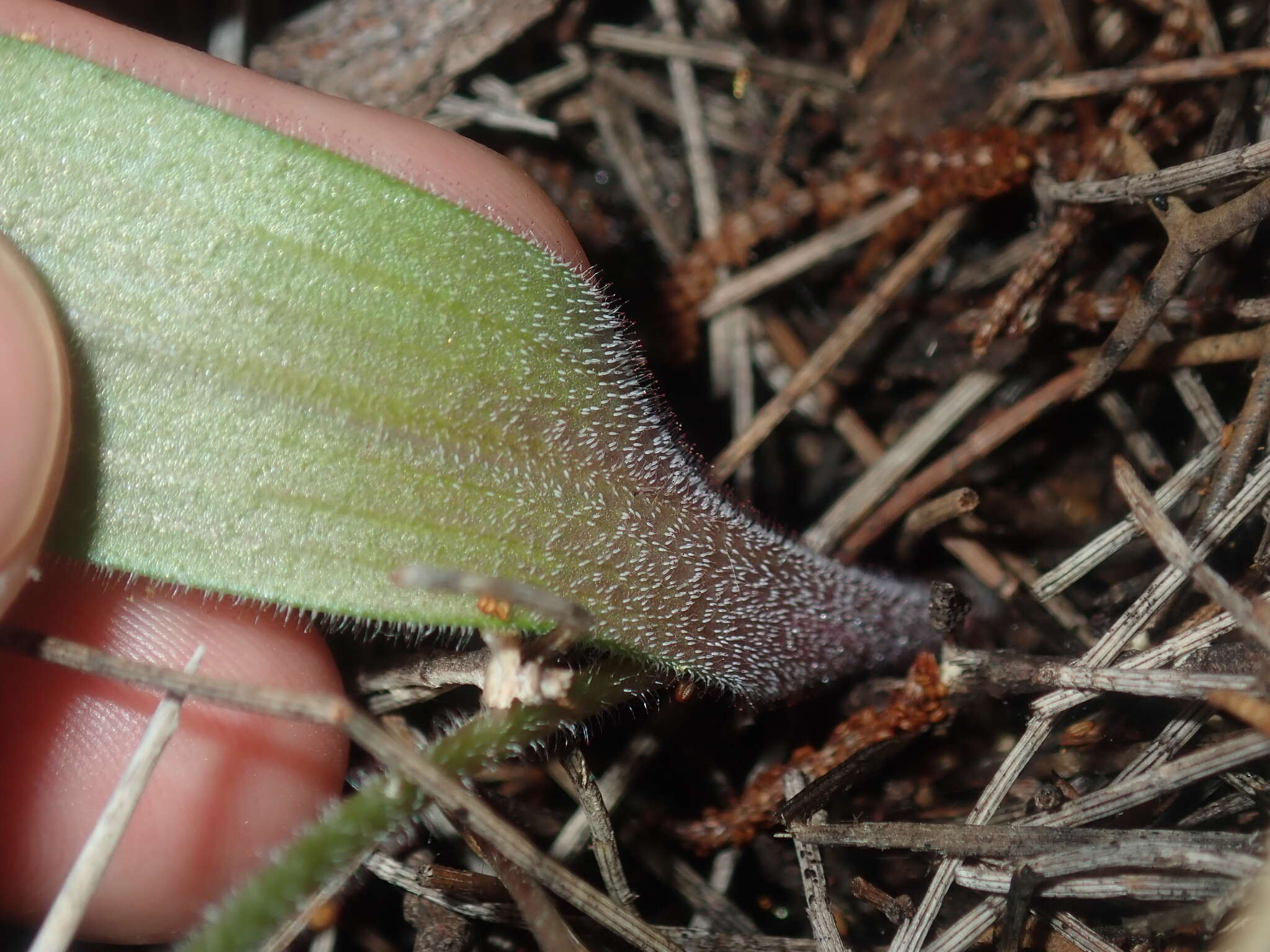 Image de Caladenia flava subsp. maculata Hopper & A. P. Br.