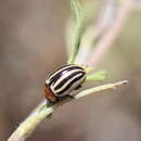 Image of Zygogramma (Zygospila) continua (J. L. Le Conte 1868)