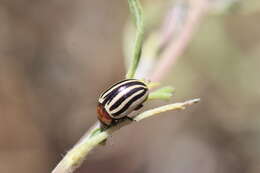 صورة Zygogramma (Zygospila) continua (J. L. Le Conte 1868)