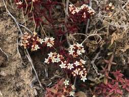 Image of Crassula expansa subsp. filicaulis (Haw.) Tölken