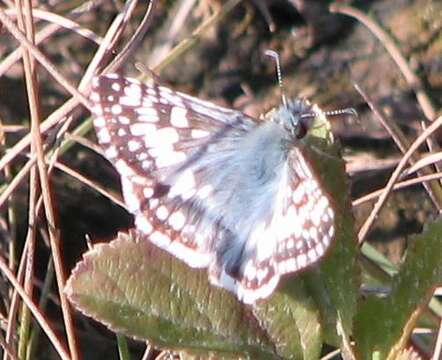 Image of Common Checkered-Skipper and Allies