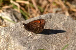 Image of Erebia montanus De Prunner 1798