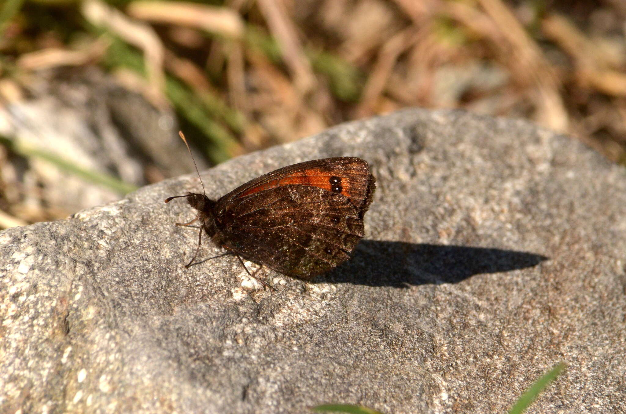 Image of Erebia montanus De Prunner 1798