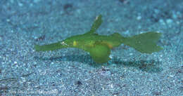 Image of Ghost pipefish