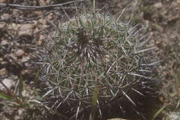 Sivun Echinofossulocactus tetraxiphus kuva