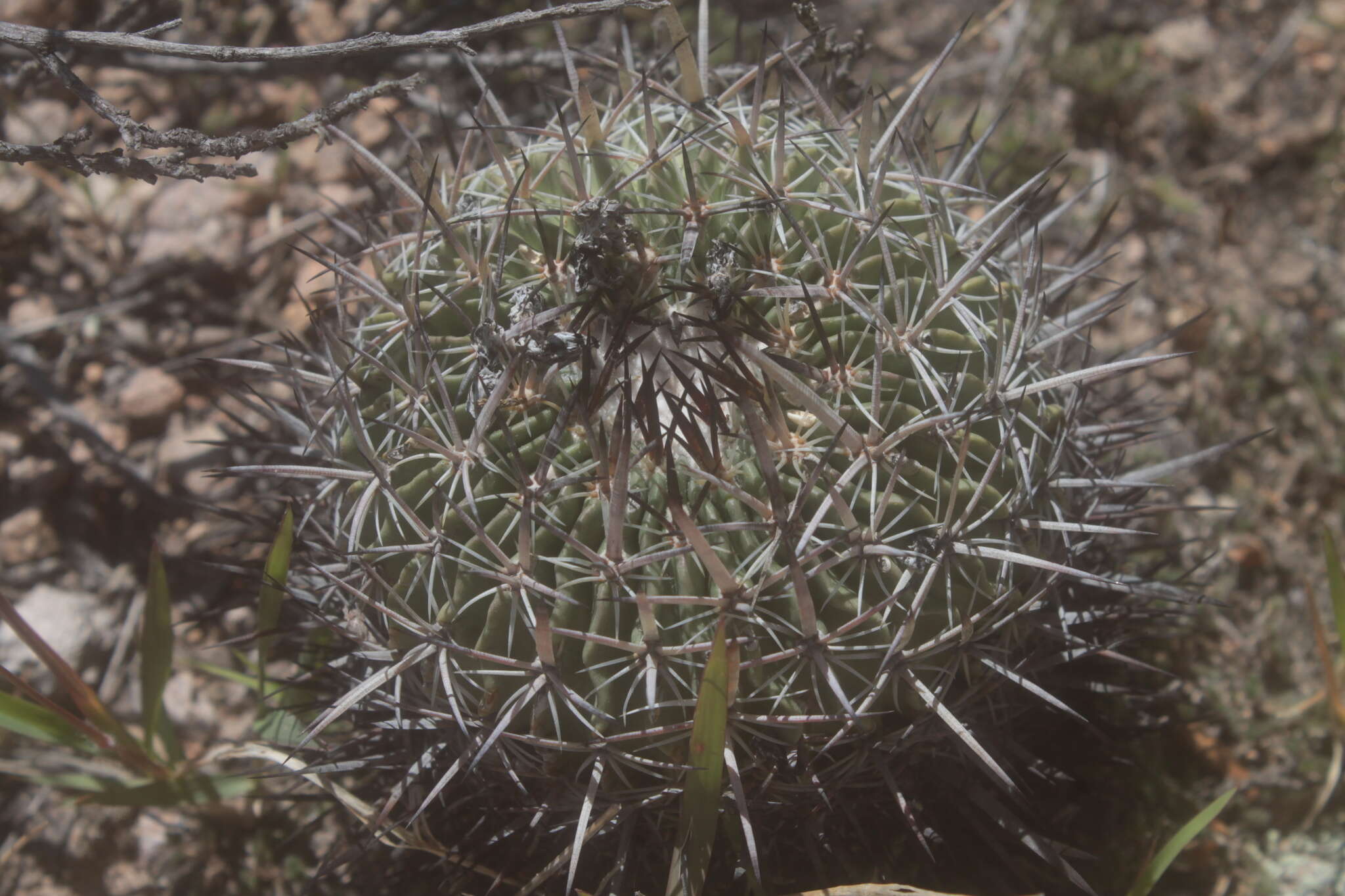 Sivun Echinofossulocactus tetraxiphus kuva