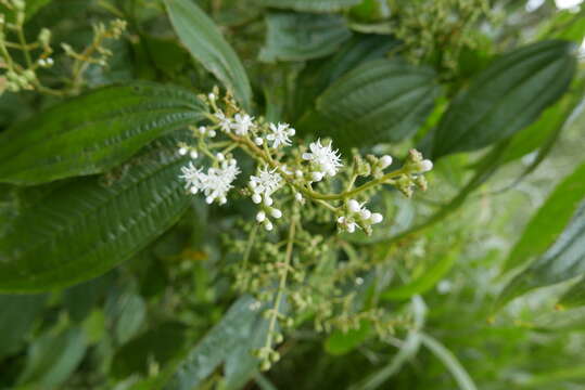 Image de Miconia laevigata (L.) DC.