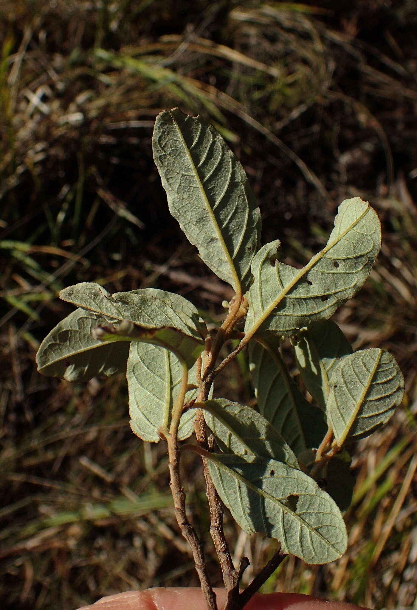 Image of Pomaderris pilifera N. A. Wakefield