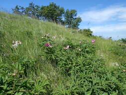 Image of Common Peony