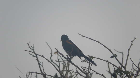 Image of Golden-winged Cacique