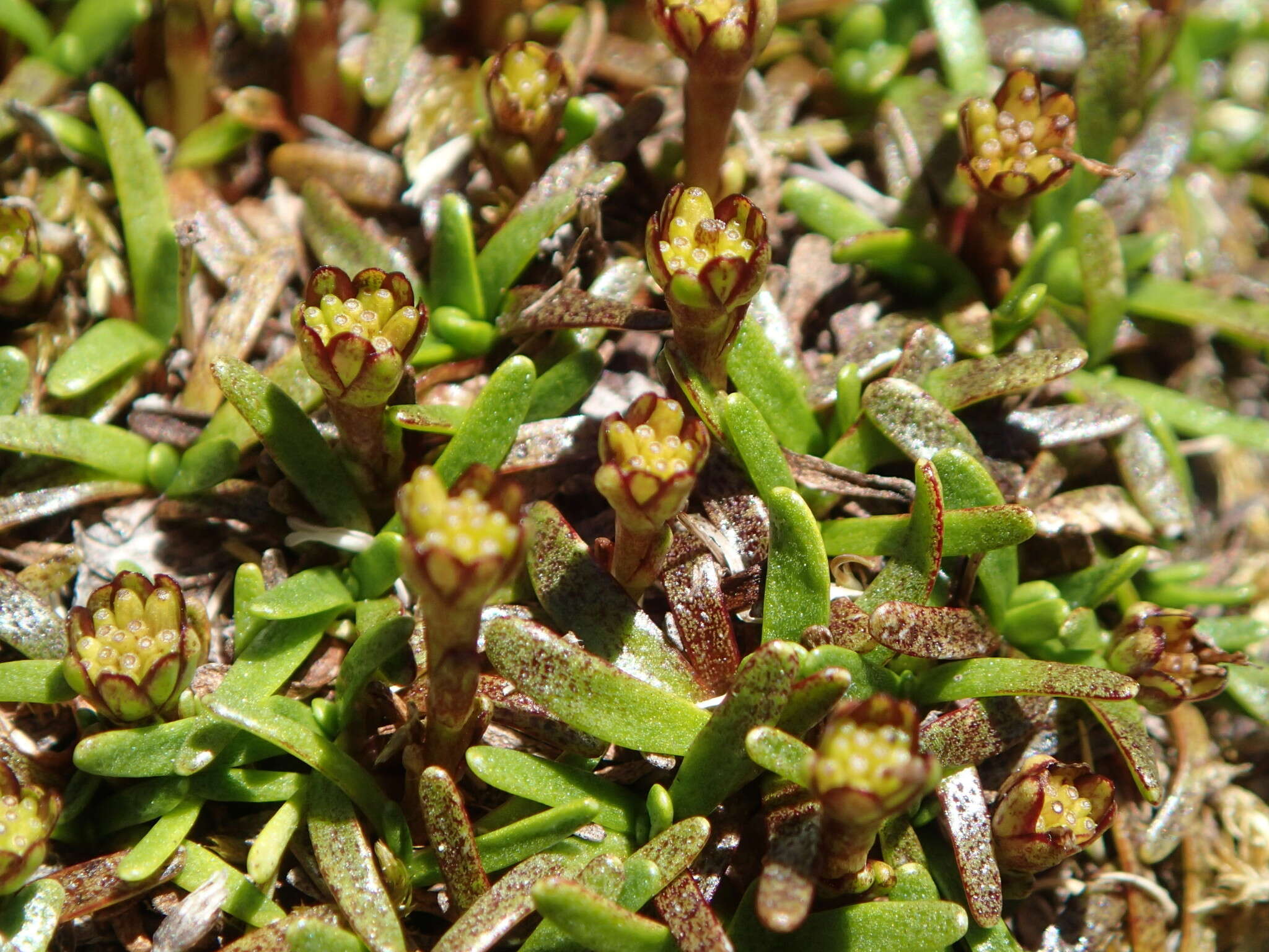 Image of Abrotanella fertilis U. Swenson