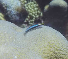 Image of Shark nose goby