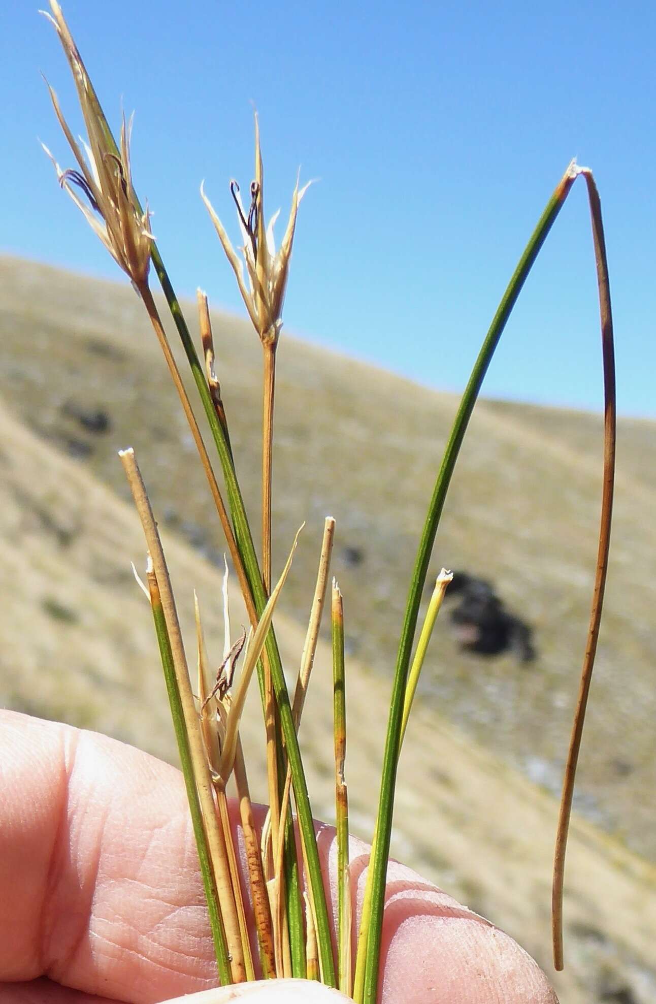 Слика од Marsippospermum gracile (Hook. fil.) Buch.