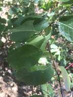 Imagem de Prunus virginiana var. demissa (Nutt.) Torr.