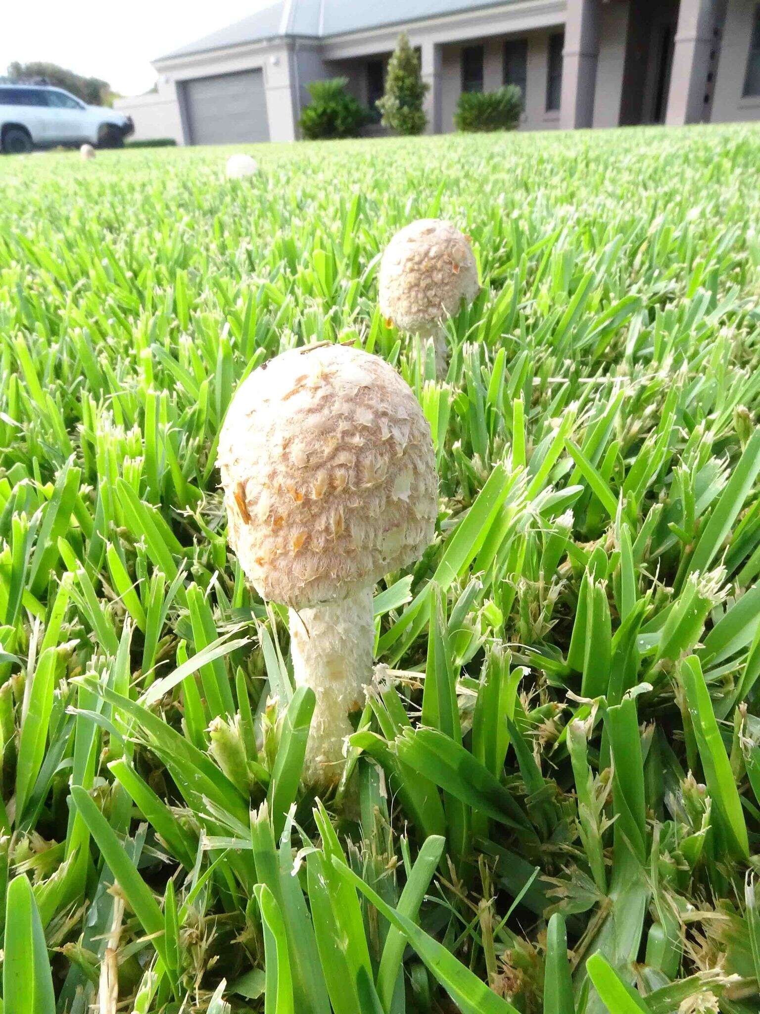 Plancia ëd Saproamanita nauseosa (Wakef.) Redhead, Vizzini, Drehmel & Contu 2016