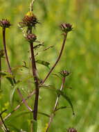 Imagem de Pentanema salicinum (L.) D. Gut. Larr., Santos-Vicente, Anderb., E. Rico & M. M. Mart. Ort.