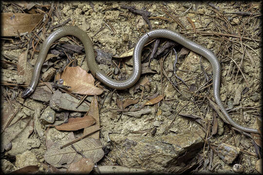 Image of Chihuahuan Blackhead Snake