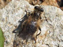 صورة Chalcosyrphus eunotus (Loew 1873)