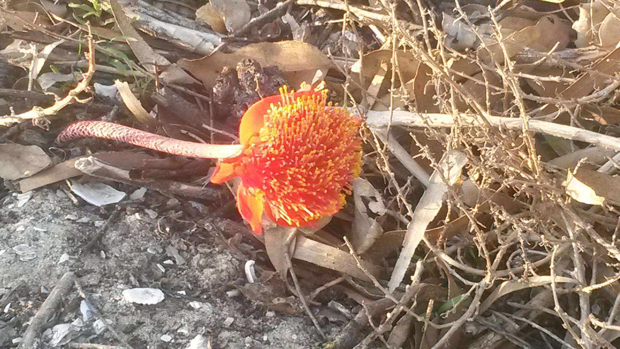 Imagem de Haemanthus coccineus L.