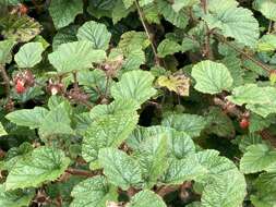 Image of Creeping Bramble