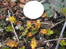 Image of Acaena microphylla subsp. obscurascens Bitter