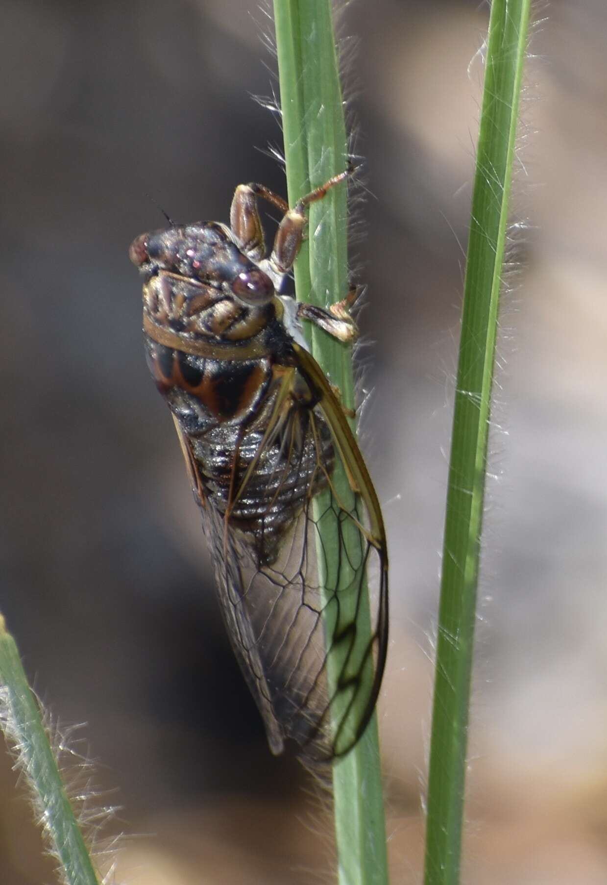 Image of Diceroprocta olympusa (Walker & F. 1850)