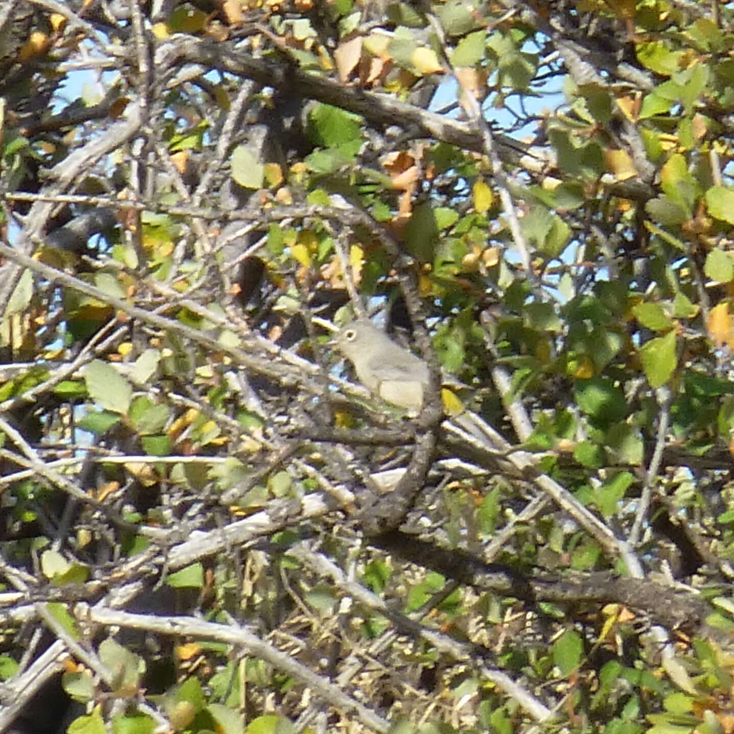 Image of Virginia's Warbler