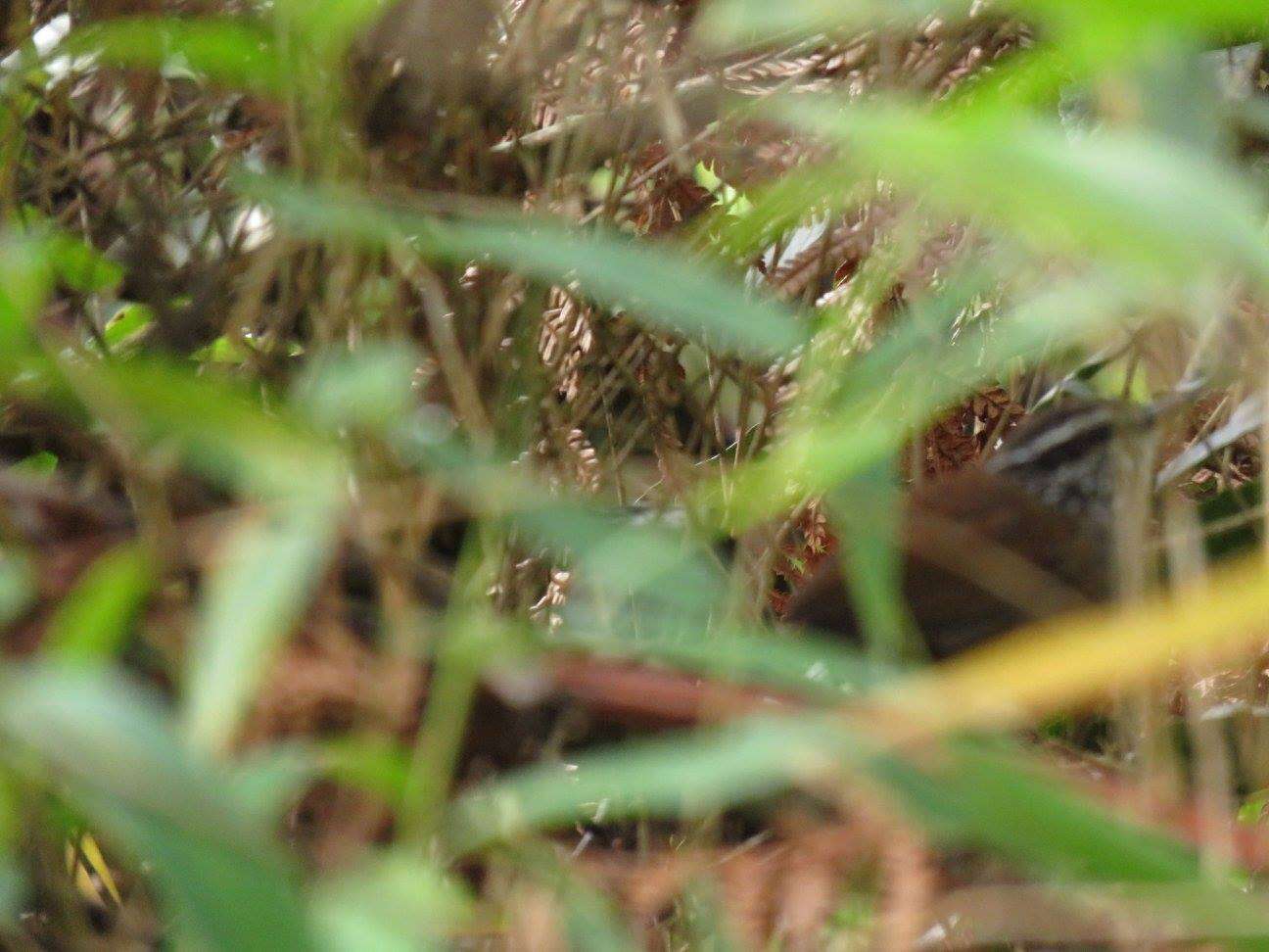 Image of Gray-breasted Wood-Wren