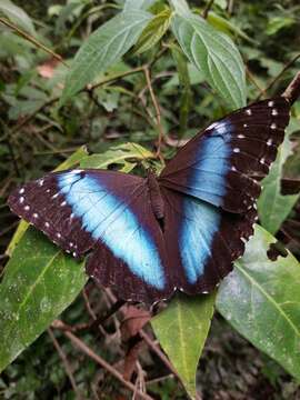 Imagem de Morpho achilles Linnaeus 1758