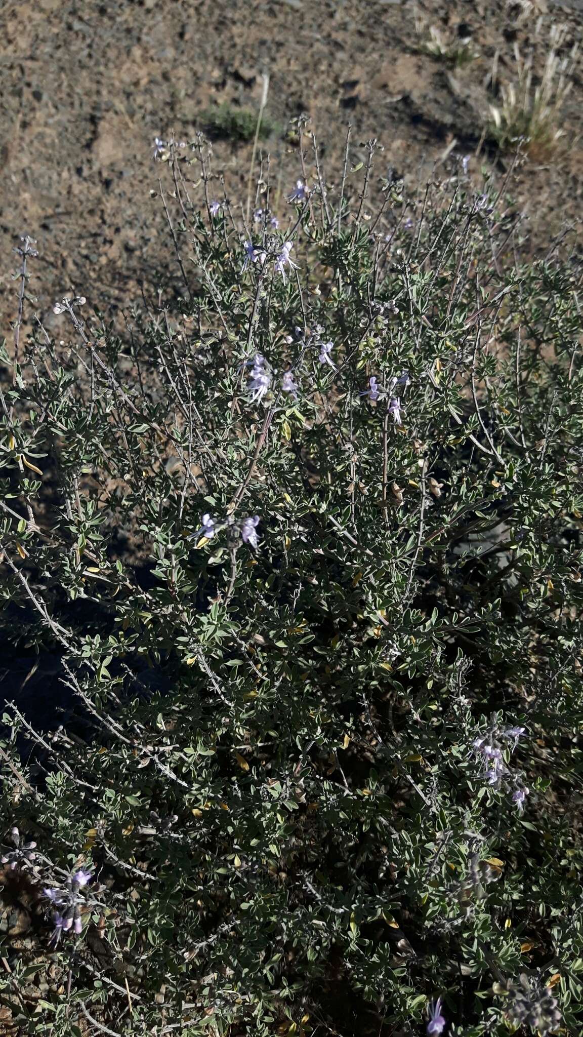 Image of Ocimum burchellianum Benth.