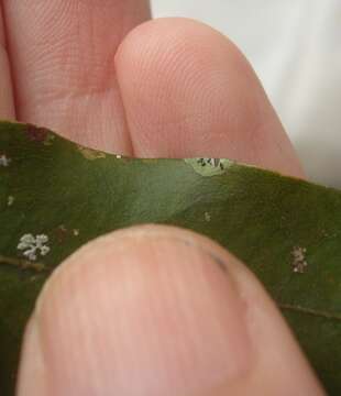 Image of Strigula fossulicola P. M. McCarthy, Streimann & Elix