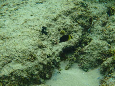 Image of Blackburn's Butterflyfish