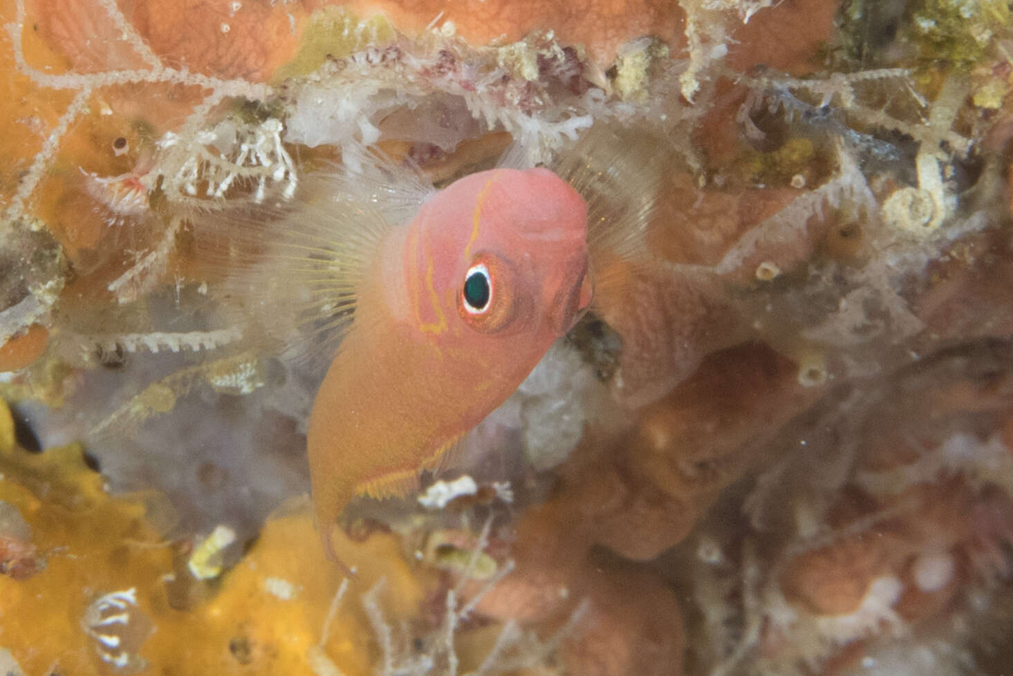 Image of Yellow-red pygmygoby