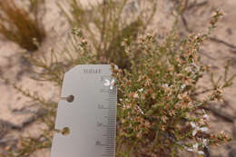 Olearia lepidophylla (Pers.) Benth. resmi