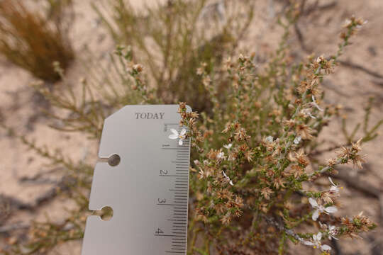 Image of clubmoss daisy-bush