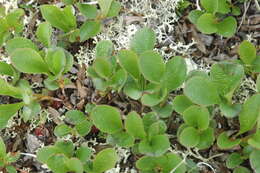 Image de Arctostaphylos alpinus (L.) Sprengel