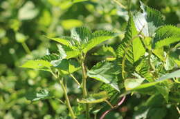 Image of Laportea peduncularis (Wedd.) Chew