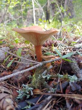 Image of Clitocybe squamulosa (Pers.) P. Kumm. 1871