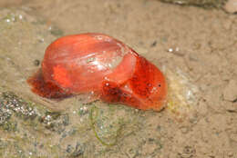 صورة Bakawan rotundata (A. Adams 1850)