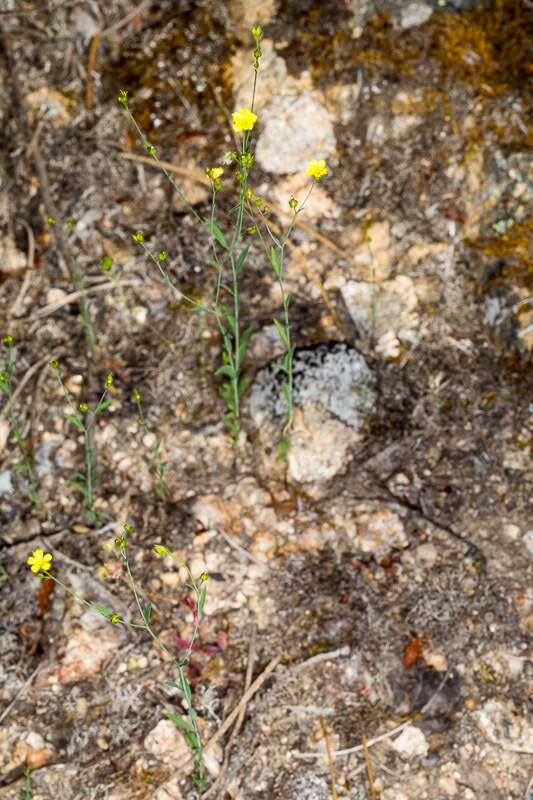 Image de Linum trigynum L.