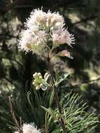 Image of Ageratina glabrata (Kunth) R. King & H. Rob.