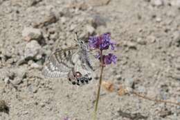 Image de Parnassius charltonius Gray (1853)