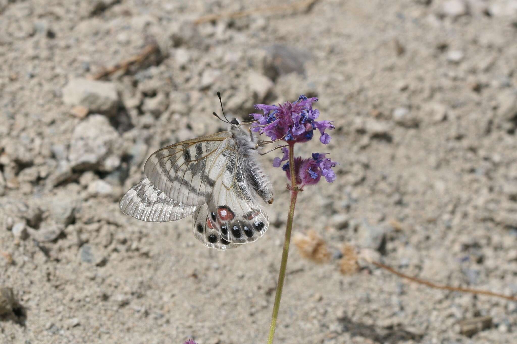 Image de Parnassius charltonius Gray (1853)