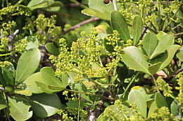 Image of Pseudopanax lessonii (DC.) K. Koch